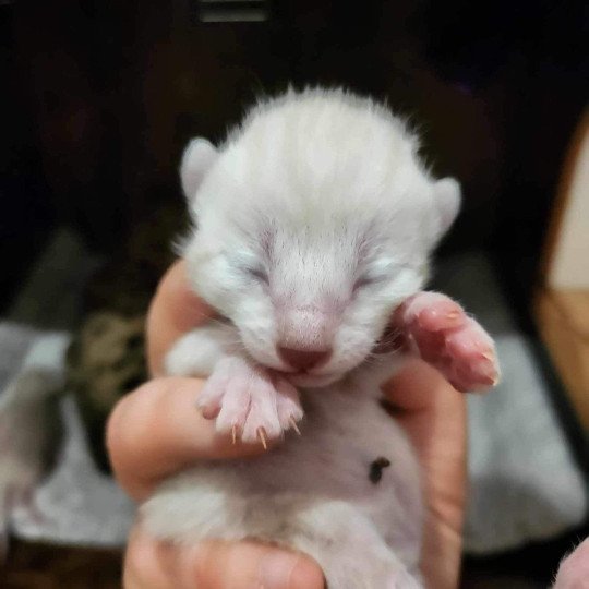 chaton Bengal silver spotted / rosettes point Winterfell de la Stella Félina 🩵 Chatterie de la Stella Félina (Bengal)