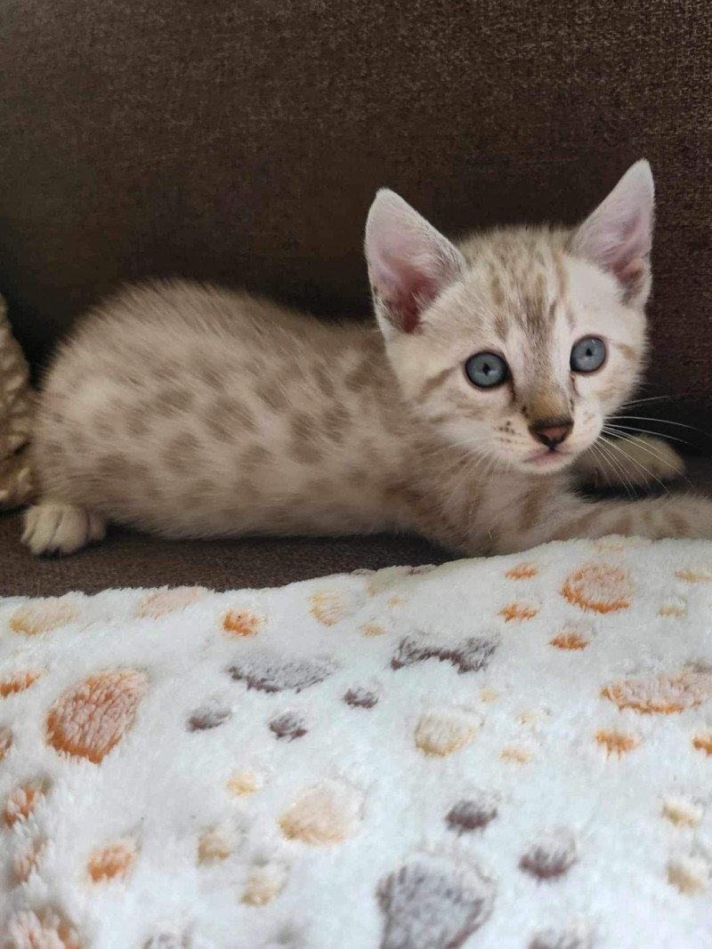 Winterfell De la Stella Félina Mâle Bengal