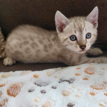 chaton Bengal silver spotted / rosettes point Winterfell de la Stella Félina 🩵 Chatterie de la Stella Félina (Bengal)