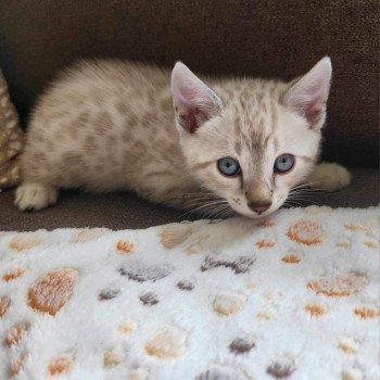 chaton Bengal silver spotted / rosettes point Winterfell de la Stella Félina 🩵 Chatterie de la Stella Félina (Bengal)