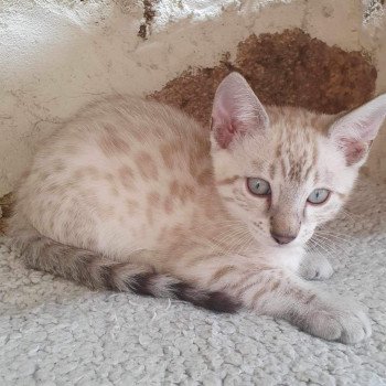 chaton Bengal silver spotted / rosettes point Winterfell de la Stella Félina 🩵 Chatterie de la Stella Félina (Bengal)