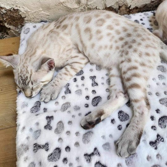 chaton Bengal silver spotted / rosettes point Winterfell de la Stella Félina 🩵 Chatterie de la Stella Félina (Bengal)