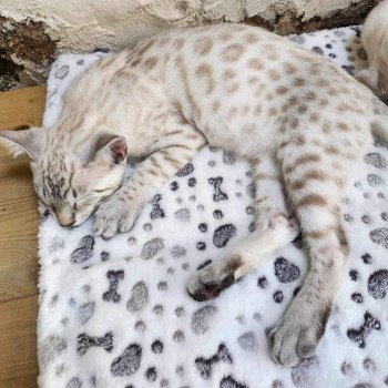 chaton Bengal silver spotted / rosettes point Winterfell de la Stella Félina 🩵 Chatterie de la Stella Félina (Bengal)