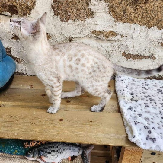 chaton Bengal silver spotted / rosettes point Winterfell de la Stella Félina 🩵 Chatterie de la Stella Félina (Bengal)