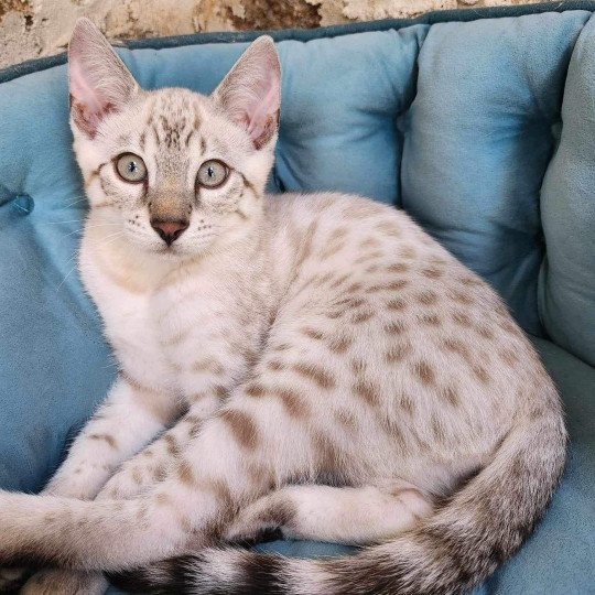 chaton Bengal silver spotted / rosettes point Winterfell de la Stella Félina 🩵 Chatterie de la Stella Félina (Bengal)