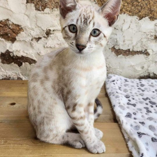 chaton Bengal silver spotted / rosettes point Winterfell de la Stella Félina 🩵 Chatterie de la Stella Félina (Bengal)