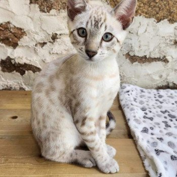 chaton Bengal silver spotted / rosettes point Winterfell de la Stella Félina 🩵 Chatterie de la Stella Félina (Bengal)