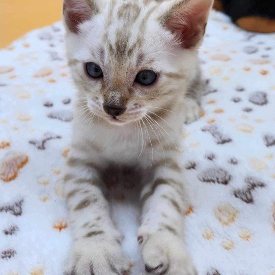 chaton Bengal spotted / rosettes mink Wooki de la Stella Félina Chatterie de la Stella Félina (Bengal)