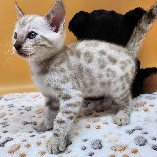 chaton Bengal spotted / rosettes mink Wooki de la Stella Félina Chatterie de la Stella Félina (Bengal)