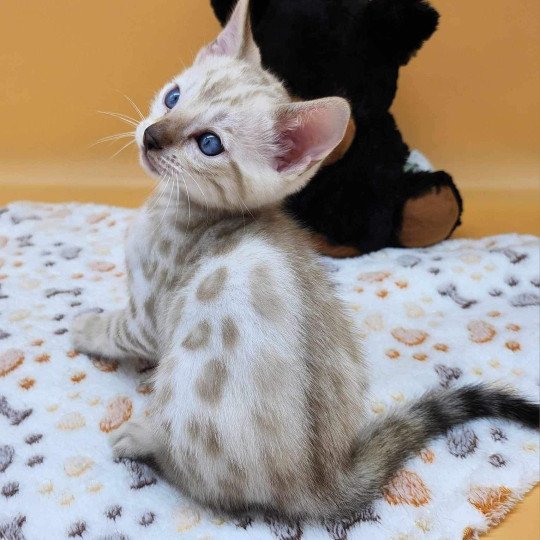 chaton Bengal spotted / rosettes mink Wooki de la Stella Félina Chatterie de la Stella Félina (Bengal)