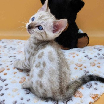 chaton Bengal spotted / rosettes mink Wooki de la Stella Félina Chatterie de la Stella Félina (Bengal)