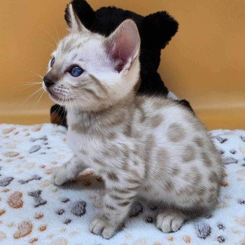 chaton Bengal spotted / rosettes mink Wooki de la Stella Félina Chatterie de la Stella Félina (Bengal)