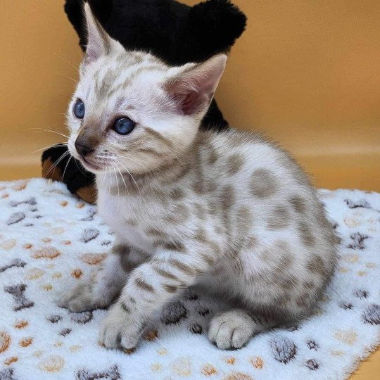 chaton Bengal spotted / rosettes mink Wooki de la Stella Félina Chatterie de la Stella Félina (Bengal)