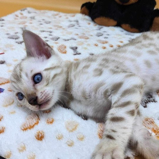 chaton Bengal spotted / rosettes mink Wooki de la Stella Félina Chatterie de la Stella Félina (Bengal)