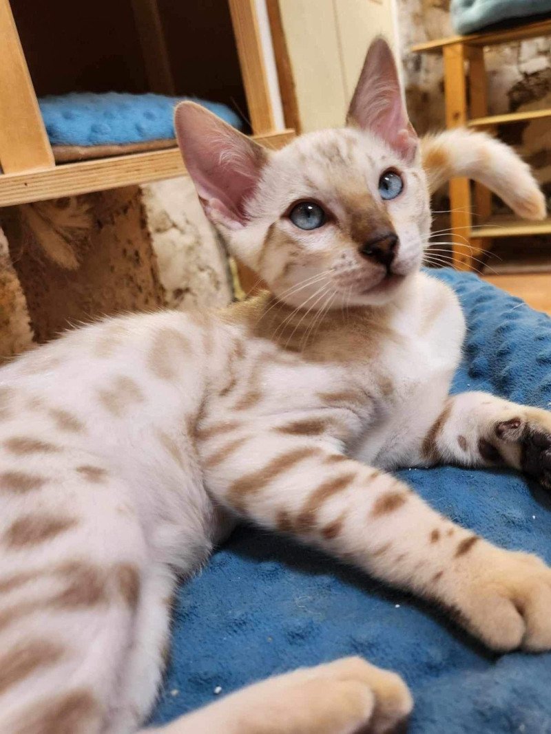 Wooki De la Stella Félina Mâle Bengal