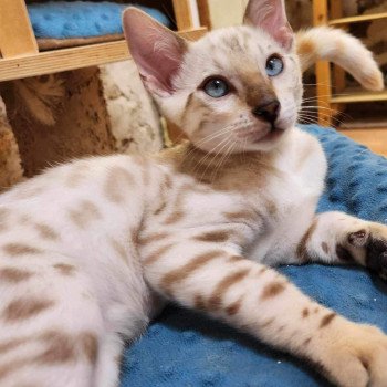 chaton Bengal spotted / rosettes mink Wooki de la Stella Félina Chatterie de la Stella Félina (Bengal)