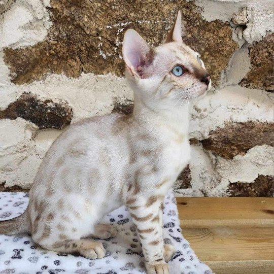 chaton Bengal spotted / rosettes mink Wooki de la Stella Félina Chatterie de la Stella Félina (Bengal)