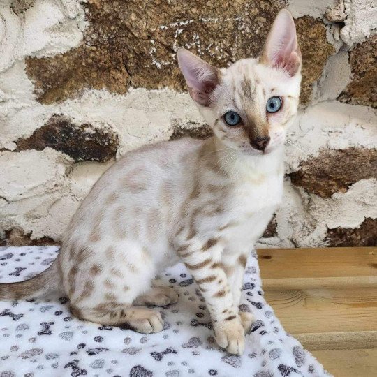 chaton Bengal spotted / rosettes mink Wooki de la Stella Félina Chatterie de la Stella Félina (Bengal)