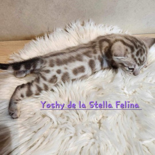 chaton Bengal spotted / rosettes mink Winter de la Stella Félina Chatterie de la Stella Félina (Bengal)