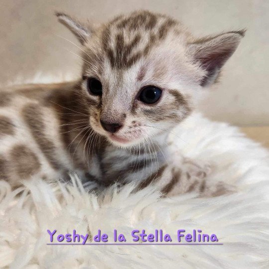 Winter de la Stella Félina De la Stella Félina Mâle Bengal