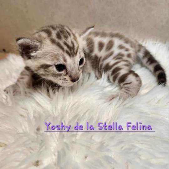 chaton Bengal spotted / rosettes mink Winter de la Stella Félina Chatterie de la Stella Félina (Bengal)