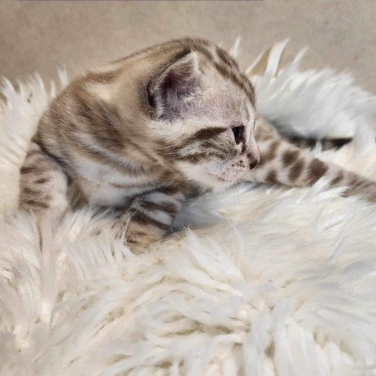 chaton Bengal spotted / rosettes mink Winter de la Stella Félina Chatterie de la Stella Félina (Bengal)