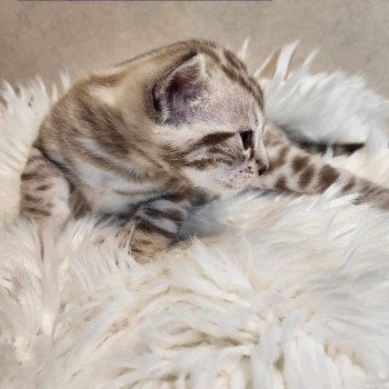 chaton Bengal spotted / rosettes mink Winter de la Stella Félina Chatterie de la Stella Félina (Bengal)