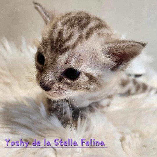 chaton Bengal spotted / rosettes mink Winter de la Stella Félina Chatterie de la Stella Félina (Bengal)