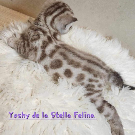 chaton Bengal spotted / rosettes mink Winter de la Stella Félina Chatterie de la Stella Félina (Bengal)