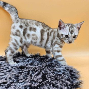 chaton Bengal spotted / rosettes mink Winter de la Stella Félina Chatterie de la Stella Félina (Bengal)