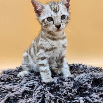 chaton Bengal spotted / rosettes mink Winter de la Stella Félina Chatterie de la Stella Félina (Bengal)