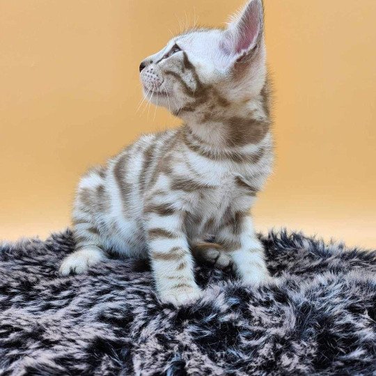 chaton Bengal spotted / rosettes mink Winter de la Stella Félina Chatterie de la Stella Félina (Bengal)