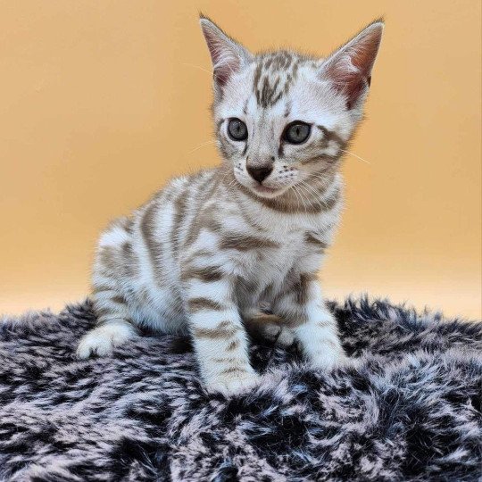 chaton Bengal spotted / rosettes mink Winter de la Stella Félina Chatterie de la Stella Félina (Bengal)