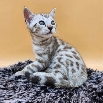 chaton Bengal spotted / rosettes mink Winter de la Stella Félina Chatterie de la Stella Félina (Bengal)