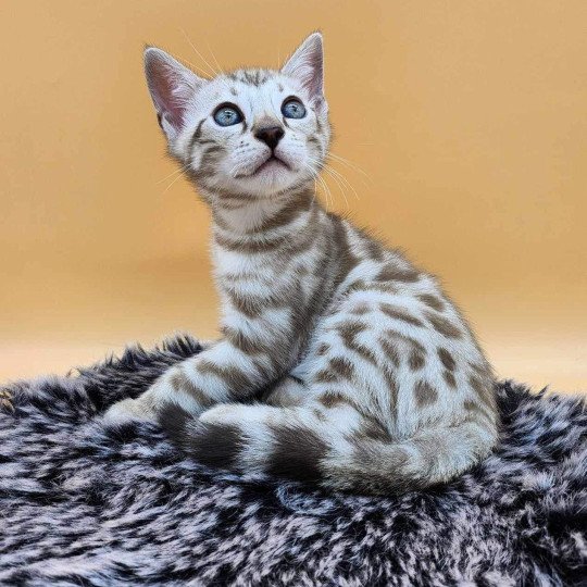 chaton Bengal spotted / rosettes mink Winter de la Stella Félina Chatterie de la Stella Félina (Bengal)