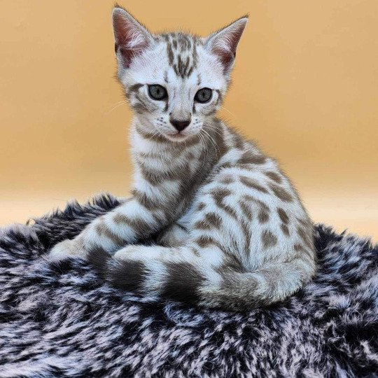 chaton Bengal spotted / rosettes mink Winter de la Stella Félina Chatterie de la Stella Félina (Bengal)