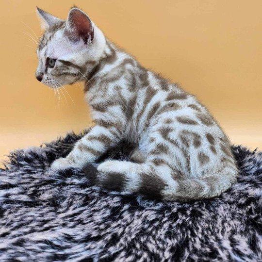 chaton Bengal spotted / rosettes mink Winter de la Stella Félina Chatterie de la Stella Félina (Bengal)