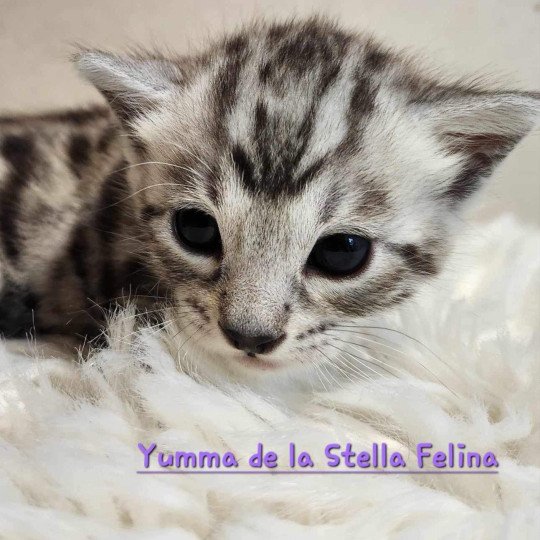 chaton Bengal black silver tabby Yumma de la Stella Félina Chatterie de la Stella Félina (Bengal)