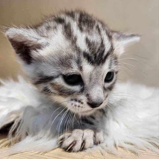 chaton Bengal black silver tabby Yumma de la Stella Félina Chatterie de la Stella Félina (Bengal)