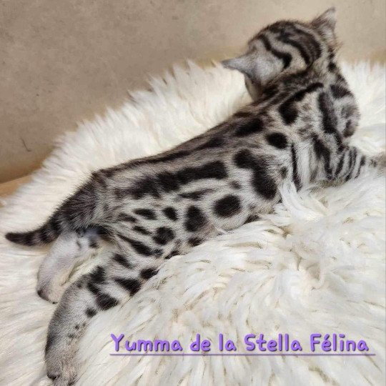 chaton Bengal black silver tabby Yumma de la Stella Félina Chatterie de la Stella Félina (Bengal)