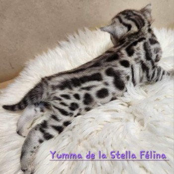 chaton Bengal black silver tabby Yumma de la Stella Félina Chatterie de la Stella Félina (Bengal)