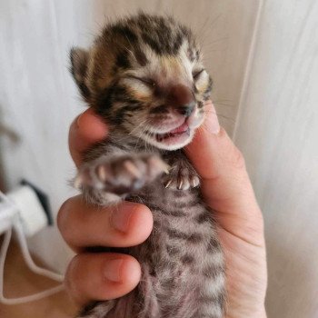 chaton Bengal brown tabby Yummy Chatterie de la Stella Félina (Bengal)