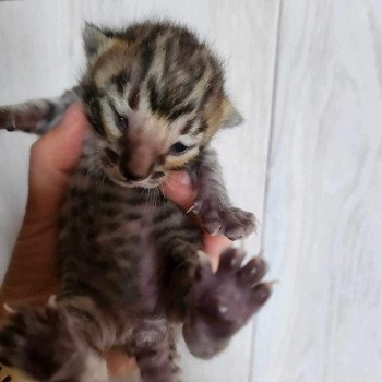 chaton Bengal brown tabby Yummy Chatterie de la Stella Félina (Bengal)