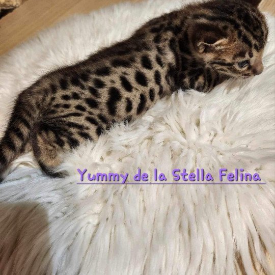 chaton Bengal brown tabby Yummy Chatterie de la Stella Félina (Bengal)