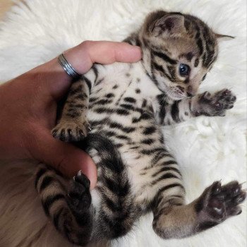 chaton Bengal brown tabby Yummy Chatterie de la Stella Félina (Bengal)