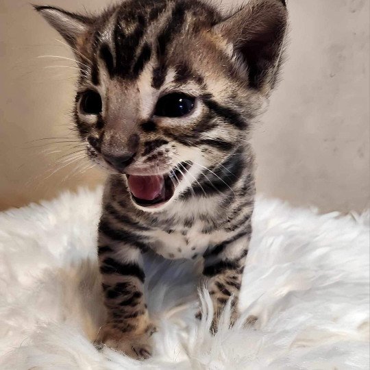 chaton Bengal brown tabby Yummy Chatterie de la Stella Félina (Bengal)