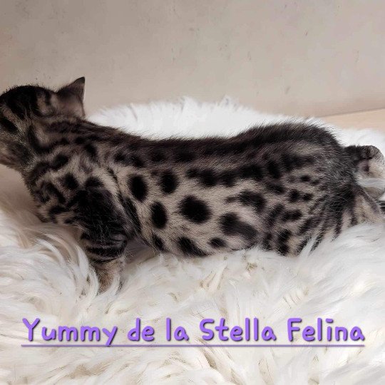 chaton Bengal brown tabby Yummy Chatterie de la Stella Félina (Bengal)