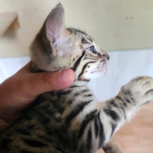 chaton Bengal brown tabby Yummy Chatterie de la Stella Félina (Bengal)