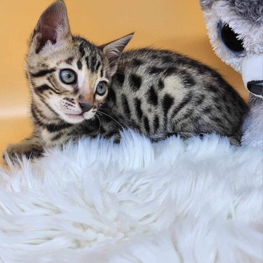 chaton Bengal brown tabby Yummy Chatterie de la Stella Félina (Bengal)