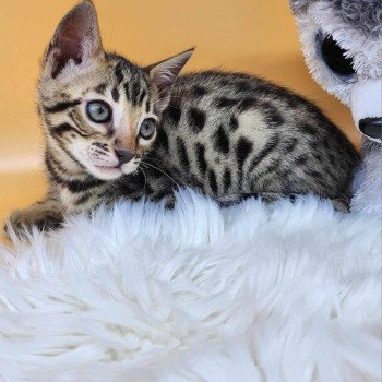 chaton Bengal brown tabby Yummy Chatterie de la Stella Félina (Bengal)